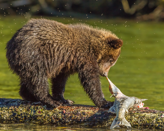 Grizzly Bear cub, Canon 7D with Canon EF 500mm, 1/640s @ f/8.0, ISO 400