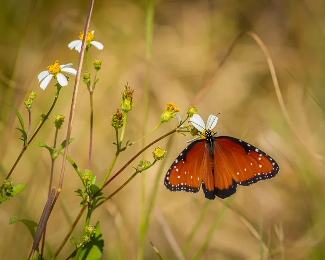 Queen Butterfly, Canon 7D with Canon EF 500mm, 1/2000s @ f/8.0, ISO 800