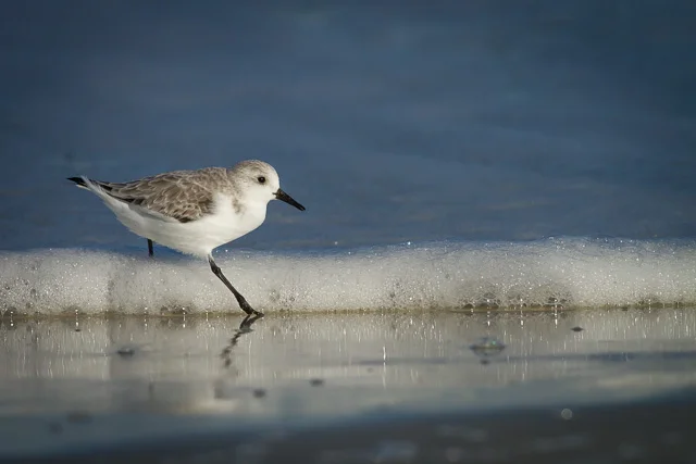 Sanderling, Canon 7D with Canon EF 500mm, 1/8000s @ f/8.0, ISO 800