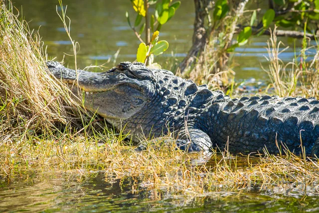 American Alligator, Canon 7D with Canon EF 500mm, 1/400s @ f/8.0, ISO 800
