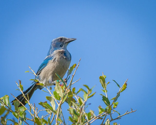 Florida Scrub-Jay, Canon 7D with Canon EF 500mm, 1/800s @ f/8.0, ISO 400