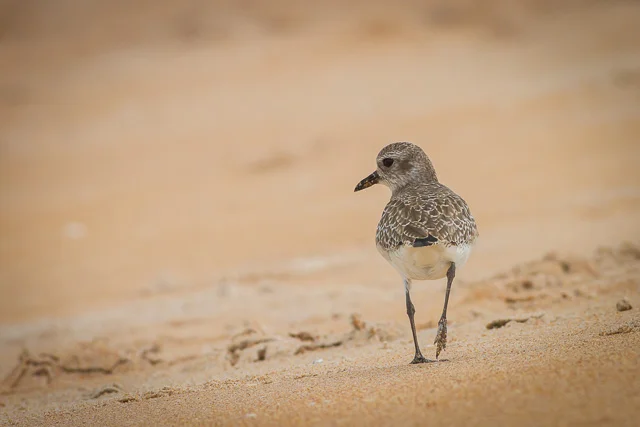 Black-bellied Plover, Canon 7D with Canon EF 500mm, 1/1250s @ f/8.0, ISO 800