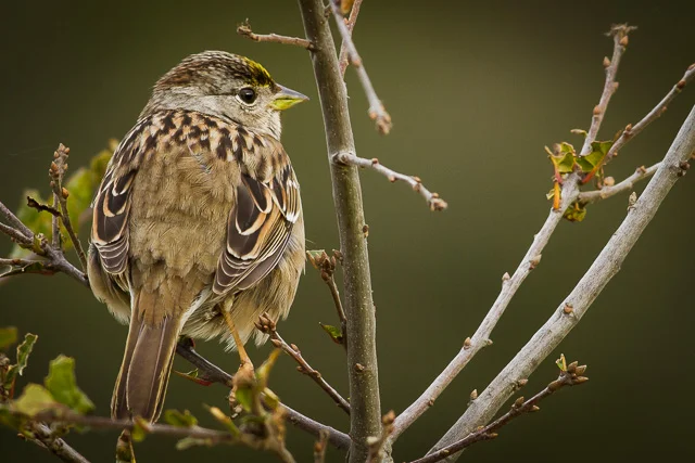 Golden-crowned Sparrow, Bear Valley Visitor Center, Point Reyes National Seashore, California, Canon 7D with Canon EF 500mm, 1/250s @ f/8, ISO 800