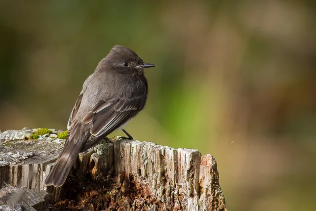 Black Phoebe, Kule Loklo Trail, Point Reyes National Seashore, California, Canon 7D with Canon EF 500mm, 1/125s @ f/8, ISO 800