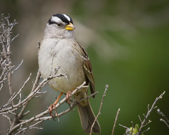 White-crowned Sparrow, Bear Valley Visitor Center, Point Reyes National Seashore, California, Canon 7D with Canon EF 500mm, 1/1600s @ f/8, ISO 800