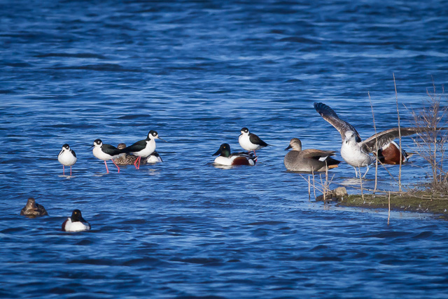 Black-necked Stilts, Novato, California, Canon 7D with Canon EF 500mm, 1/2500s @ f/8, ISO 800