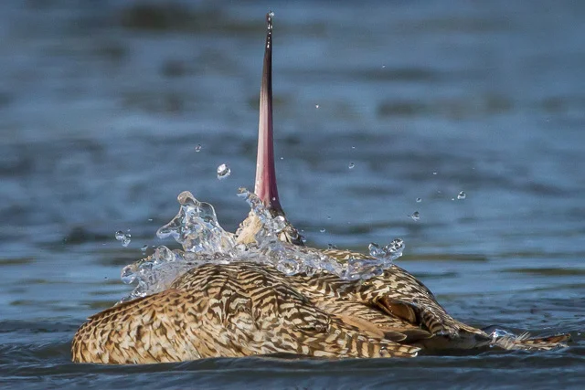 Marbled Godwit, Eureka, California, Canon 7D with Canon EF 500mm, 1/5000s @ f/8, ISO 800