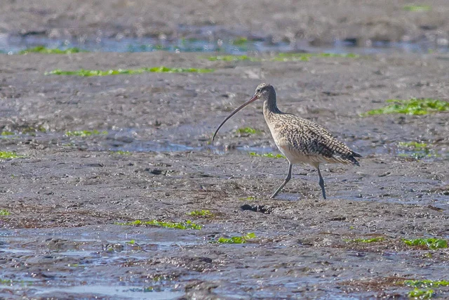 Long-billed Curlew, Bolinas Lagoon, California, Canon 7D with Canon EF 500mm, 1/2500s @ f/8, ISO 800