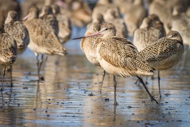 Marbled Godwit, Eureka, California, Canon 7D with Canon EF 500mm, 1/2500s @ f/8, ISO 800