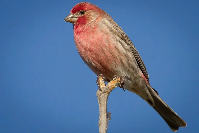 House Finch, Novato, California, Canon 7D with Canon EF 500mm, 1/2500s @ f/8, ISO 800