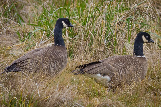Cackling Geese, Humboldt Bay National Wildlife Refuge, California, Canon 7D with Canon EF 500mm, 1/1000s @ f/8, ISO 800