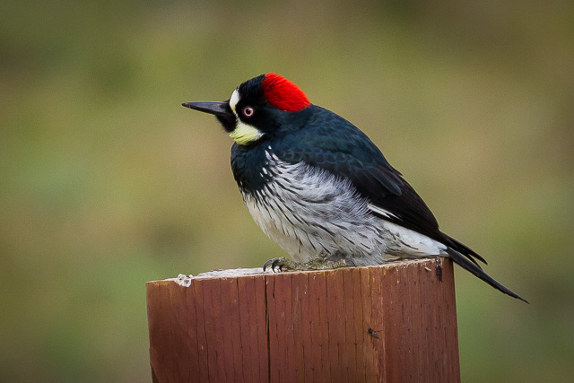Acorn Woodpecker, Bear Valley Visitor Center, Point Reyes National Seashore, California, Canon 7D with Canon EF 500mm, 1/400s @ f/8, ISO 800