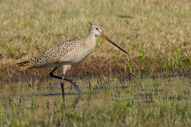 Marbled Godwit, Wawa Sewage Lagoons, Ontario, Canon 7D with Canon EF 500mm, 1/5000s @ f/8, ISO 1600