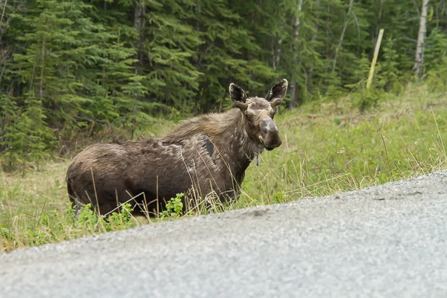 Moose, Alaska Highway west of Fort Nelson, British Columbia, Canon 7D with Canon EF 28-300mm @ 250mm, 1/640s at f/8, ISO 1600
