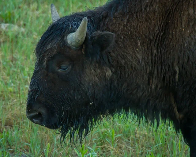 Bison beside Alaska Highway, British Columbia, Canon 7D with Canon EF 28-300mm @ 300mm, 1/500s @ f/5.6, ISO 3200