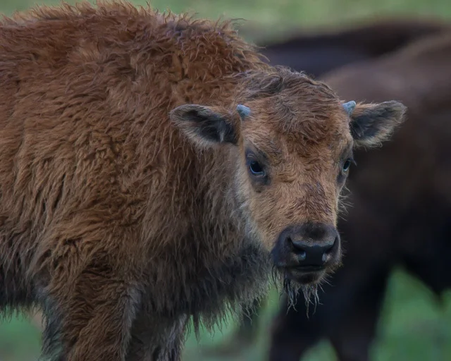 Bison beside Alaska Highway, British Columbia, Canon 7D with Canon EF 28-300mm @ 300mm, 1/200s @ f/8, ISO 1600