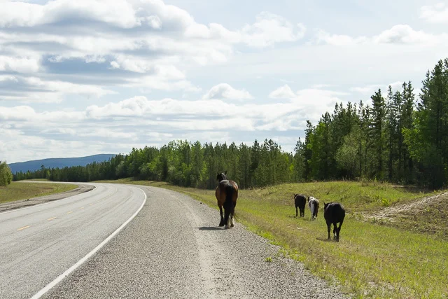Horses beside Alaska Highway, Yukon, Canon 7D with Canon EF 28-300mm @ 65mm, 1/4000s @ f/8, ISO 1600