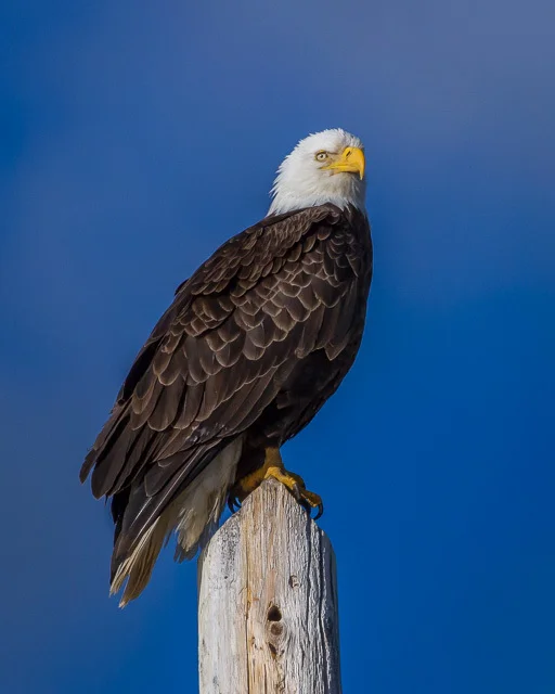 Bald Eagle, Atlin, British Columbia, Canon 7D with Canon EF 500mm, 1/8000s @ f/8, ISO 1600