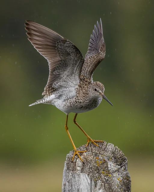 Lesser Yellowlegs, Hidden Lakes, Yukon, Canon 7D with Canon EF 500mm, 1/1250s @ f/8, ISO 1600