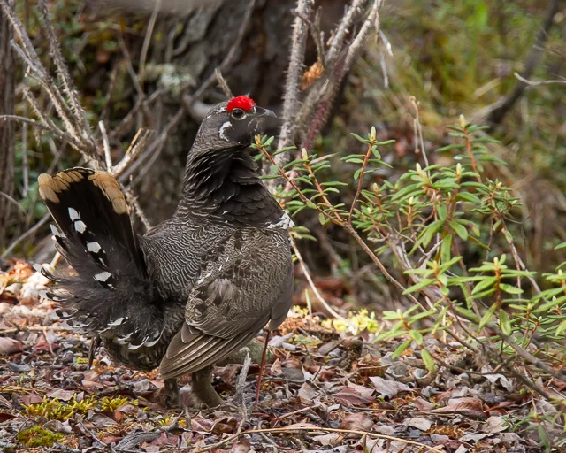 Spruce Grouse, Snag Junction Campground, Yukon, Canon 7D with Canon EF 28-300mm @ 300mm, 1/160s @ f/8, ISO 1600