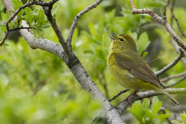 Orange-crowned Warbler, Kluane River Overlook Rest Area, Yukon, Canon 7D with Canon EF 500mm, 1/1250s @ f/8, ISO 1600