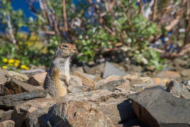 Arctic Ground Squirrel, King's Throne, Kluane National Park, Yukon, Canon 7D with Canon EF 28-300mm @ 300mm, 1/2000s @ f/8, ISO 1600