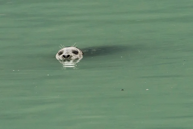 Harbour Seal, Stewart, British Columbia, Canon 7D with Canon EF 500mm, 1/125s at f/8, ISO 1600