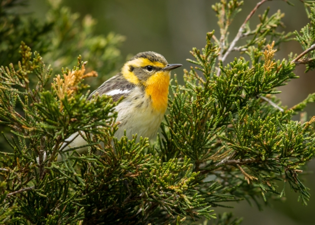Blackburnian Warbler, Prince Edward Point National Wildlife Area, Ontario