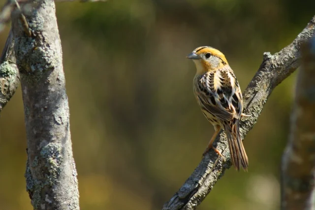 Le Conte's Sparrow, Prince Edward Point National Wildlife Area, Ontario