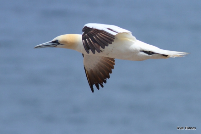 Northern Gannet, Parc national de l'Île-Bonaventure-et-du-Rocher-Percé, Québec, Canada