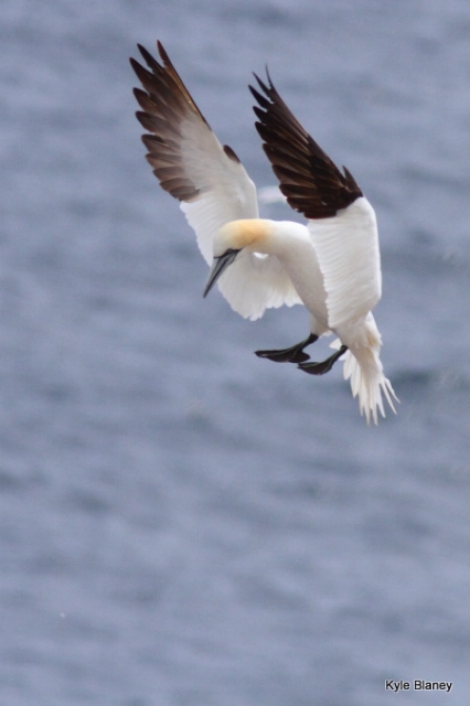 Northern Gannet, Parc national de l'Île-Bonaventure-et-du-Rocher-Percé, Québec, Canada