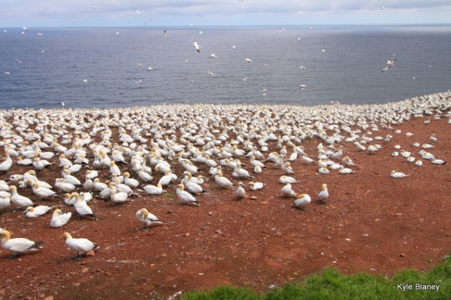 Northern Gannet colony, Parc national de l'Île-Bonaventure-et-du-Rocher-Percé, Québec, Canada