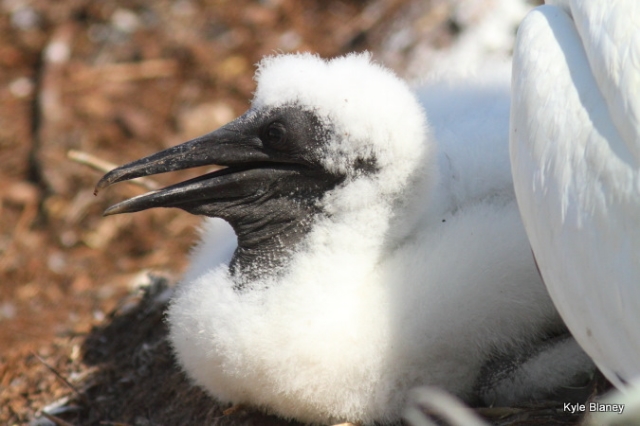 Northern Gannet, Parc national de l'Île-Bonaventure-et-du-Rocher-Percé, Québec, Canada