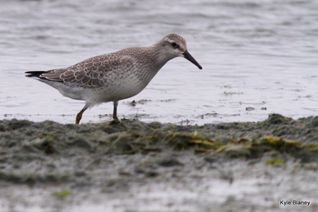 Red Knot, Presqu'ile Provincial Park, Ontario, Canada