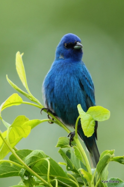 Indigo Bunting, Great Smoky Mountains National Park, Tennessee, USA