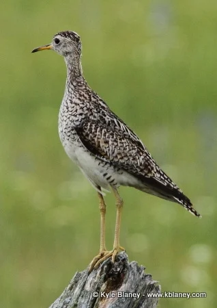 Upland Sandpiper, Greater Napanee, Ontario, Canada