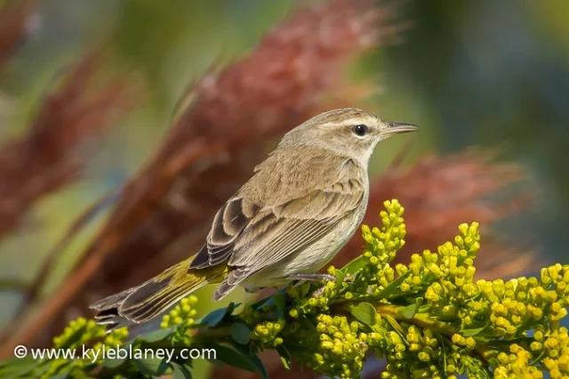 Palm Warbler, Black Point Wildlife Drive, Merritt Island National Wildlife Refuge, Florida, USA