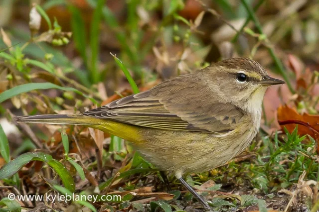 Palm Warbler, Vaill Point Park, Florida, USA