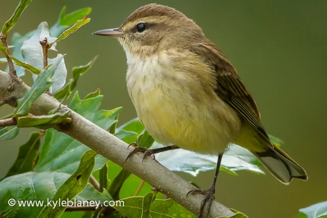 Palm Warbler, Vaill Point Park, Florida, USA