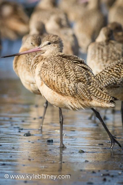 Marbled Godwit, Eureka, California, USA