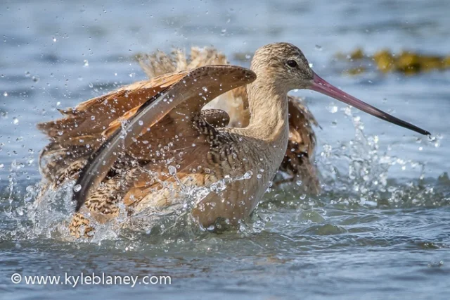 Marbled Godwit, Eureka, California, USA