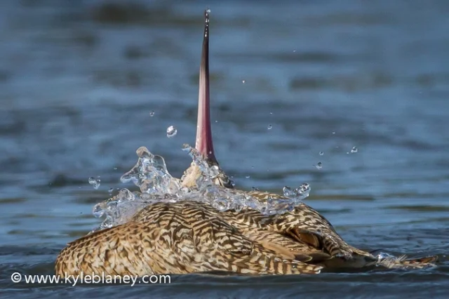 Marbled Godwit, Eureka, California, USA