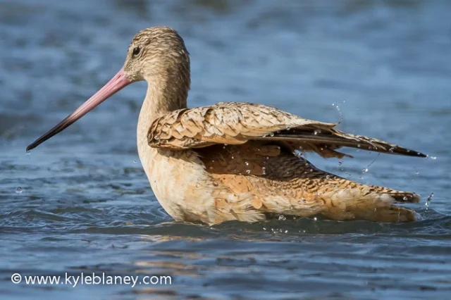 Marbled Godwit, Eureka, California, USA