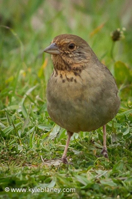 California Towhee, Doran County Park, Bodega Bay, California, USA