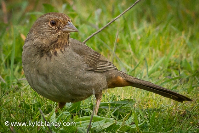 California Towhee, Doran County Park, Bodega Bay, California, USA