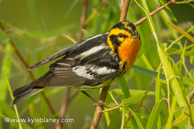 Blackburnian Warbler, Boy Scout Woods, High Island, Texas, USA