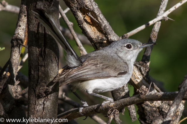 Black-capped Gnatcatcher, Montosa Canyon, Arizona, USA