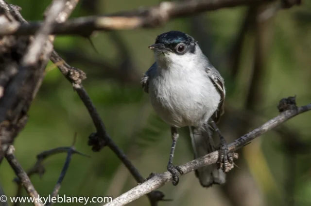 Black-capped Gnatcatcher, Montosa Canyon, Arizona, USA