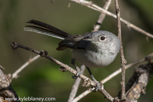 Black-capped Gnatcatcher, Montosa Canyon, Arizona, USA