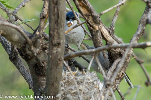 Black-capped Gnatcatcher, Montosa Canyon, Arizona, USA